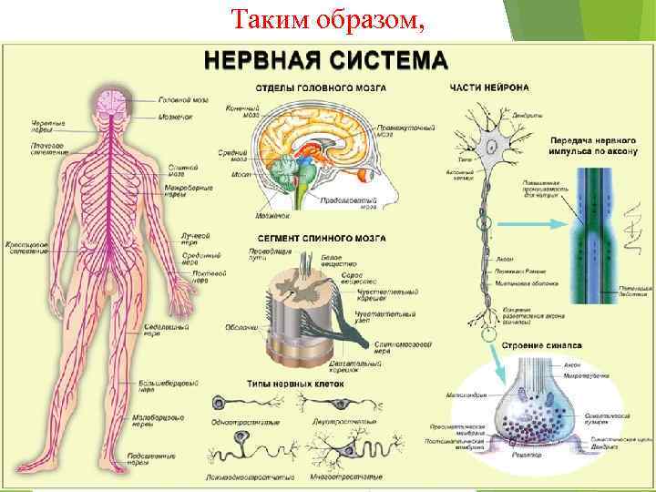 Таким образом, 