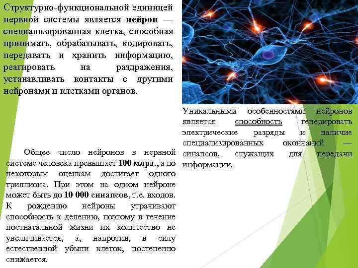 Структурно-функциональной единицей нервной системы является нейрон — специализированная клетка, способная принимать, обрабатывать, кодировать, передавать