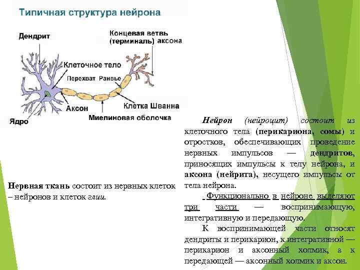 Нейрон (нейроцит) состоит из клеточного тела (перикариона, сомы) и отростков, обеспечивающих проведение нервных импульсов