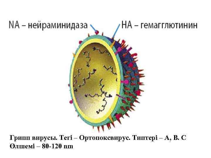 Грипп вирусы. Тегі – Ортопоксвирус. Типтері – А, В. С Өлшемі – 80 -120