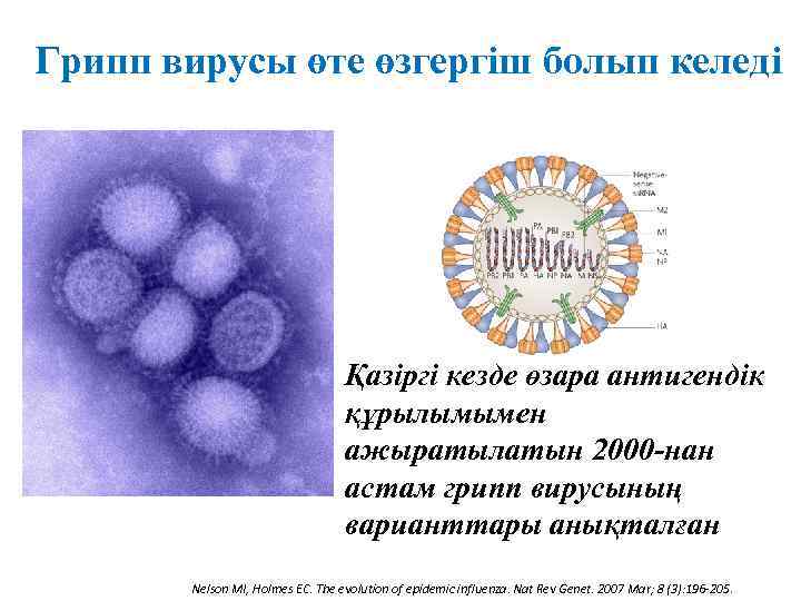 Грипп вирусы өте өзгергіш болып келеді    Қазіргі кезде өзара антигендік 