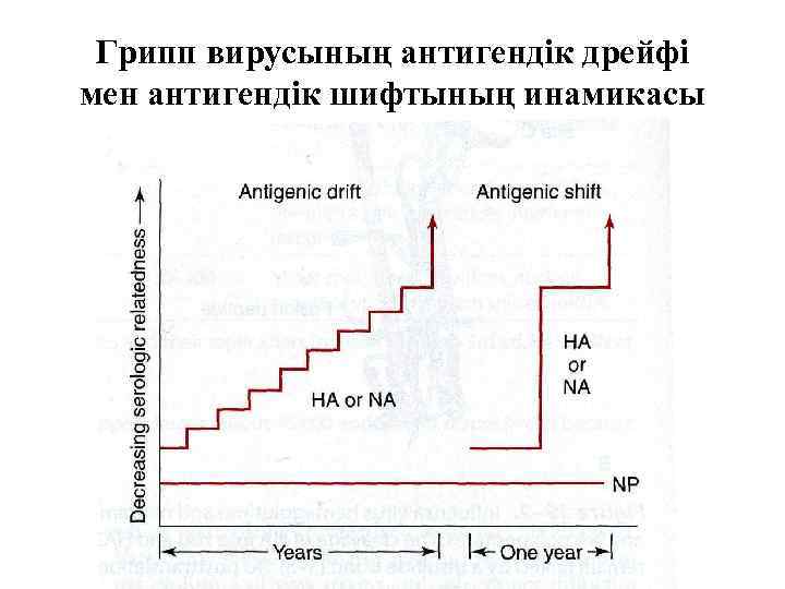  Грипп вирусының антигендік дрейфі мен антигендік шифтының инамикасы 