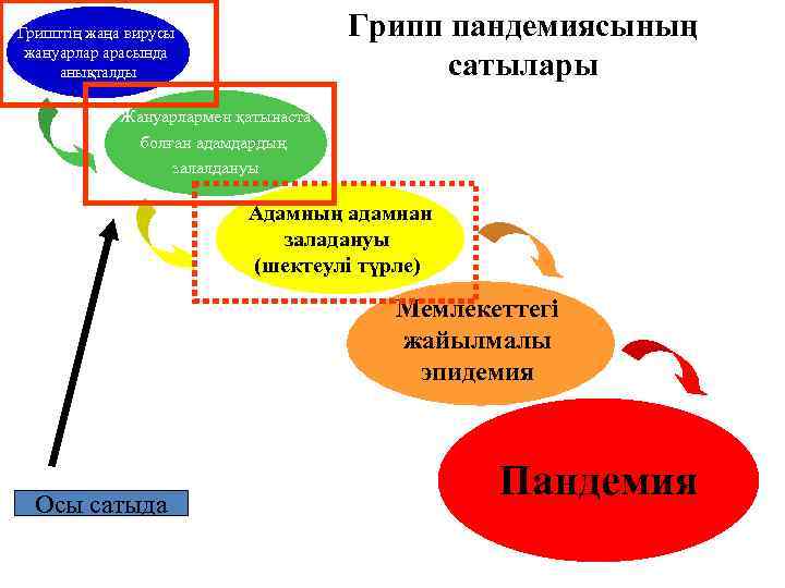Грипптің жаңа вирусы   Грипп пандемиясының жануарлар арасында анықталды    