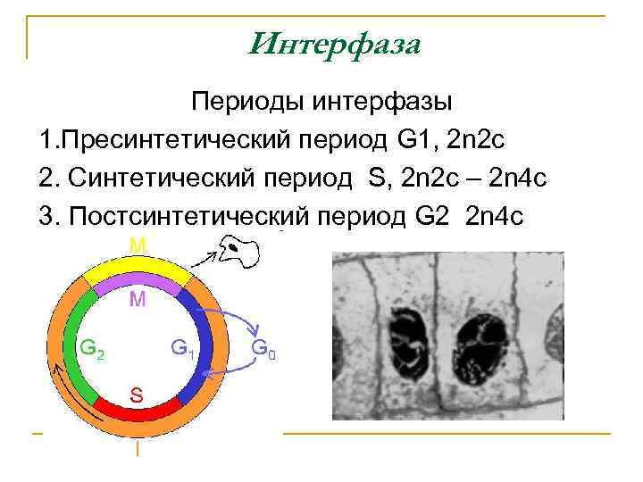 Периоды интерфазы. G1 период интерфазы. Пресинтетический период g1. Периоды интерфазы g1 s g2. Интерфаза 1п2с.