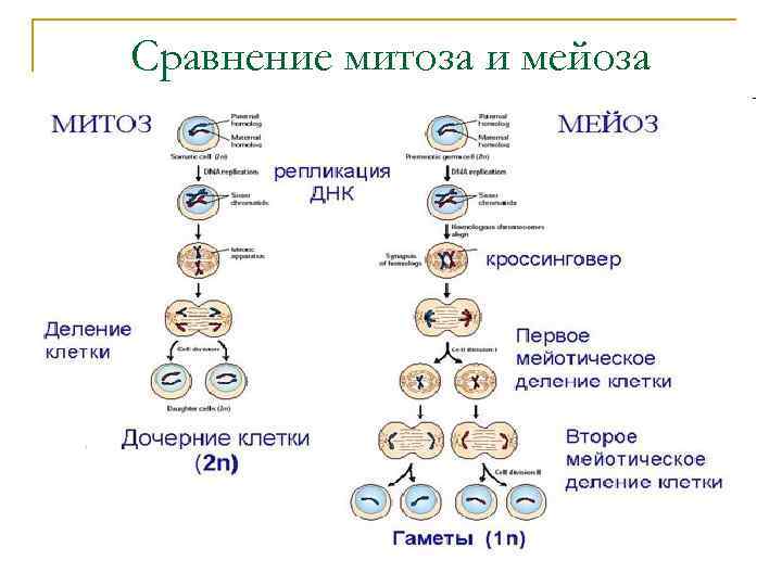 Сравнение митоза и мейоза 