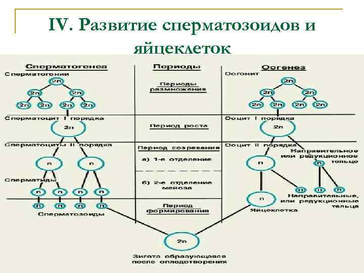 Наследственность является определяющим фактором конституции по схеме