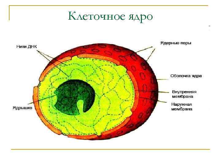 Клеточное ядро 