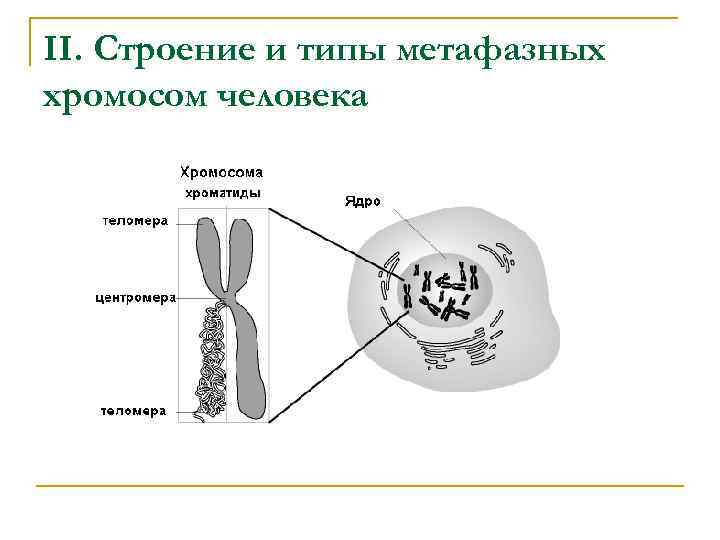 На х и у хромосомах человека существуют. Строение метафазной хромосомы. Структура метафазной хромосомы. Схема строения метафазной хромосомы. Типы метафазных хромосом человека.