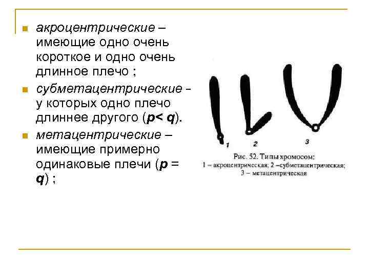 n n n акроцентрические – имеющие одно очень короткое и одно очень длинное плечо