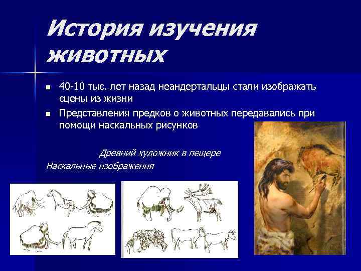 История изучения животных n n 40 -10 тыс. лет назад неандертальцы стали изображать сцены