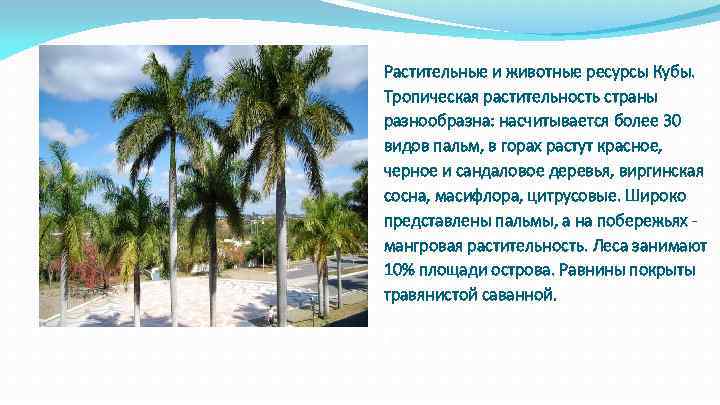 Растительные и животные ресурсы Кубы. Тропическая растительность страны разнообразна: насчитывается более 30 видов пальм,