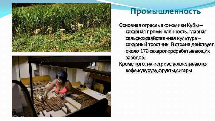 Промышленность Основная отрасль экономики Кубы – сахарная промышленность, главная сельскохозяйственная культура – сахарный тростник.