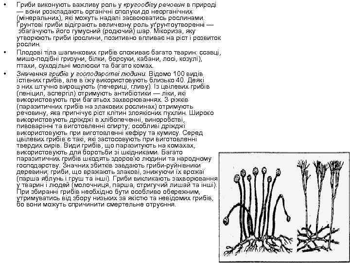  • • • Гриби виконують важливу роль у кругообігу речовин в природі —