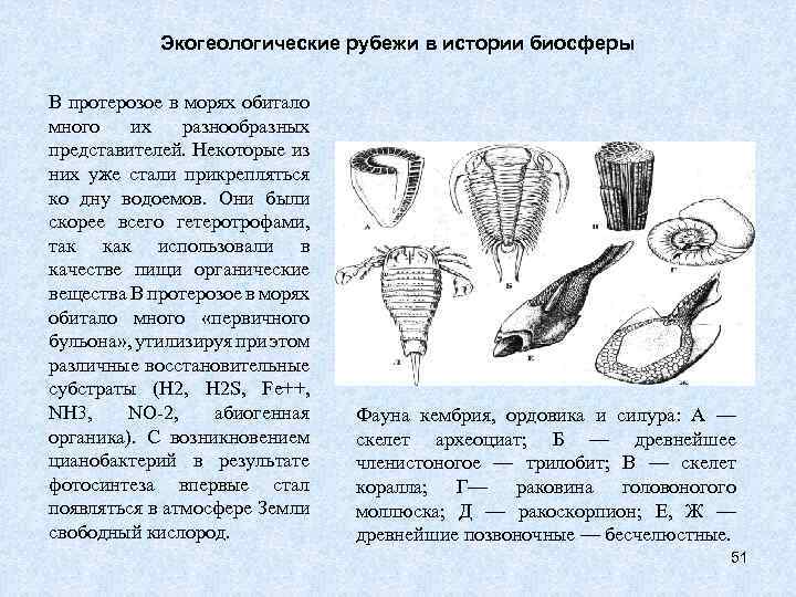 Экогеологические рубежи в истории биосферы В протерозое в морях обитало много их разнообразных представителей.