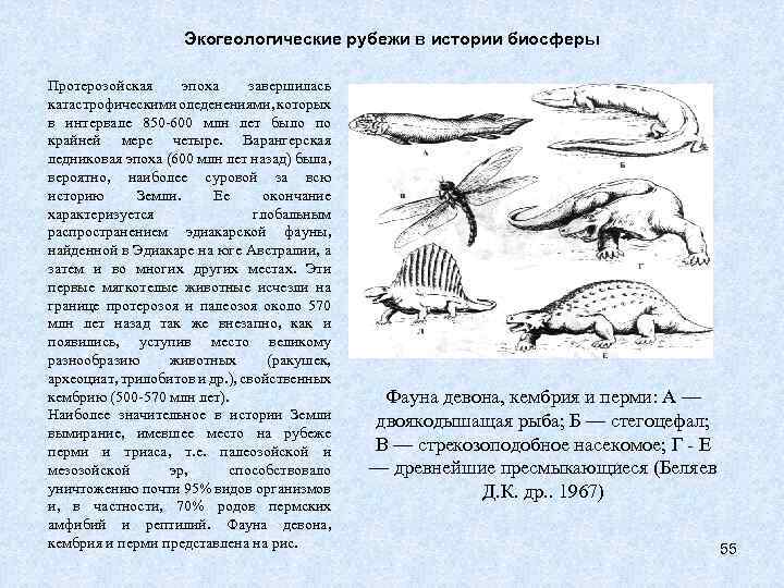 Экогеологические рубежи в истории биосферы Протерозойская эпоха завершилась катастрофическими оледенениями, которых в интервале 850