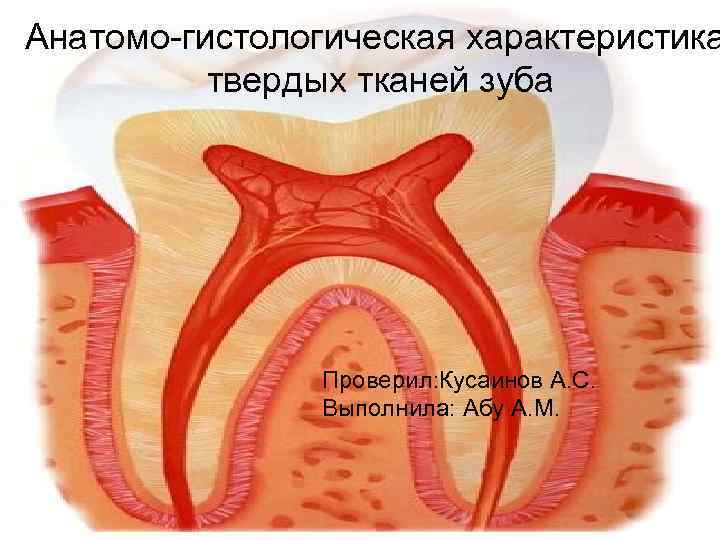 Анатомо-гистологическая характеристика твердых тканей зуба Проверил: Кусаинов А. С. Выполнила: Абу А. М. 