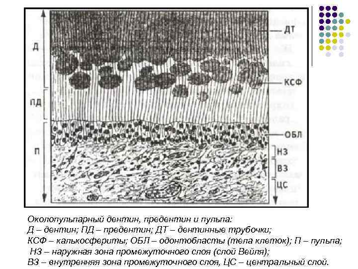 Околопульпарный дентин, предентин и пульпа: Д – дентин; ПД – предентин; ДТ – дентинные