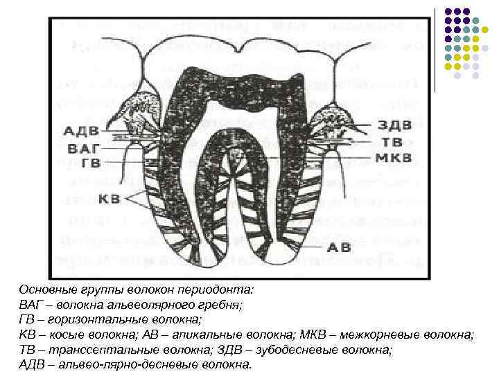 Основные группы волокон периодонта: ВАГ – волокна альвеолярного гребня; ГВ – горизонтальные волокна; KB