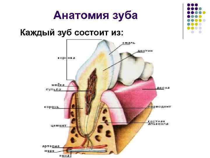  Анатомия зуба Каждый зуб состоит из: 