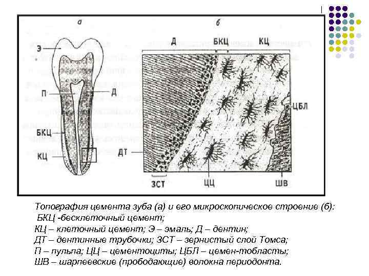 Топография цемента зуба (а) и его микроскопическое строение (б): БКЦ -бесклеточный цемент; КЦ –