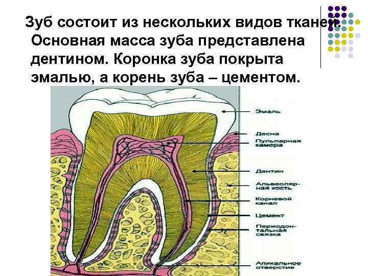 Зуб состоит из нескольких видов тканей. Основная масса зуба представлена дентином. Коронка зуба покрыта