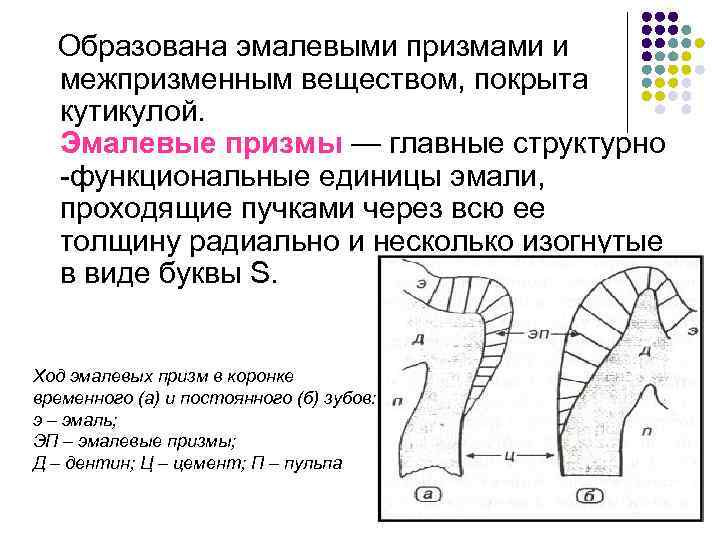  Образована эмалевыми призмами и межпризменным веществом, покрыта кутикулой. Эмалевые призмы — главные структурно