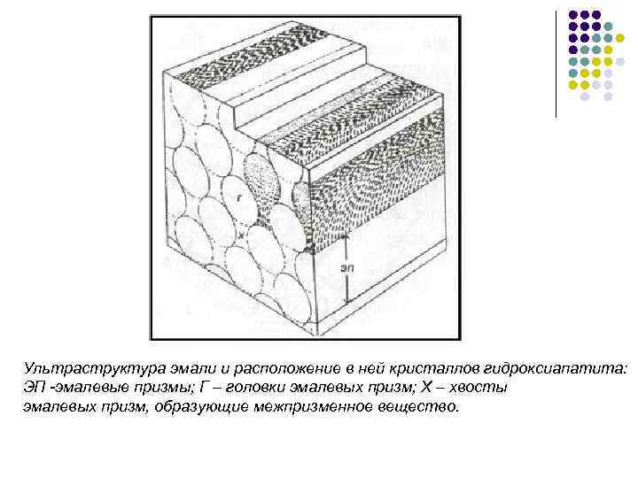 Ультраструктура эмали и расположение в ней кристаллов гидроксиапатита: ЭП -эмалевые призмы; Г – головки