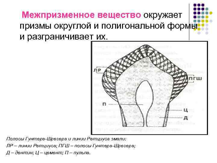  Межпризменное вещество окружает призмы округлой и полигональной формы и разграничивает их. Полосы Гунтера-Шрегера