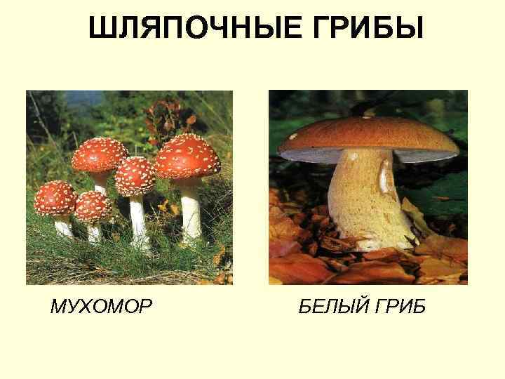 ШЛЯПОЧНЫЕ ГРИБЫ МУХОМОР БЕЛЫЙ ГРИБ 