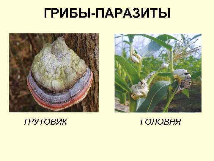 ГРИБЫ-ПАРАЗИТЫ ТРУТОВИК ГОЛОВНЯ 