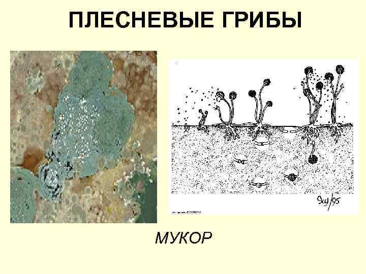 ПЛЕСНЕВЫЕ ГРИБЫ МУКОР 