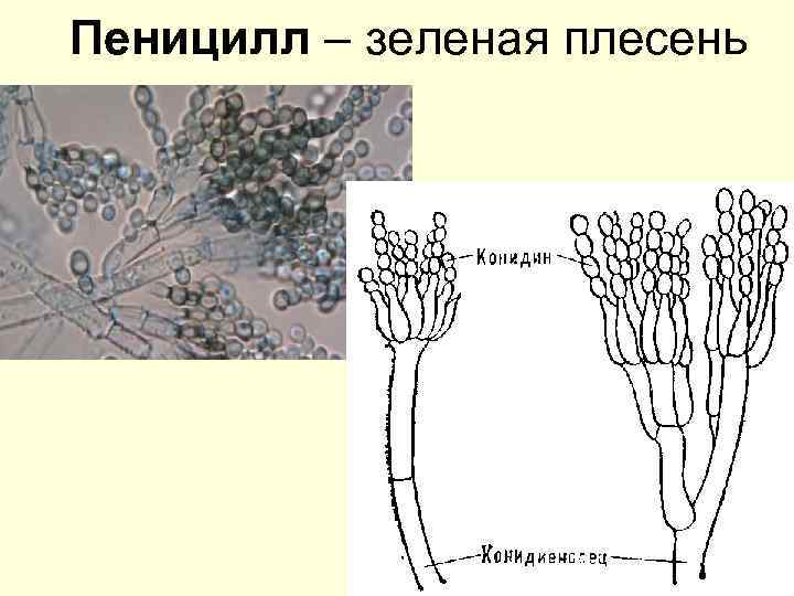 Плесневые грибы рисунок с подписями