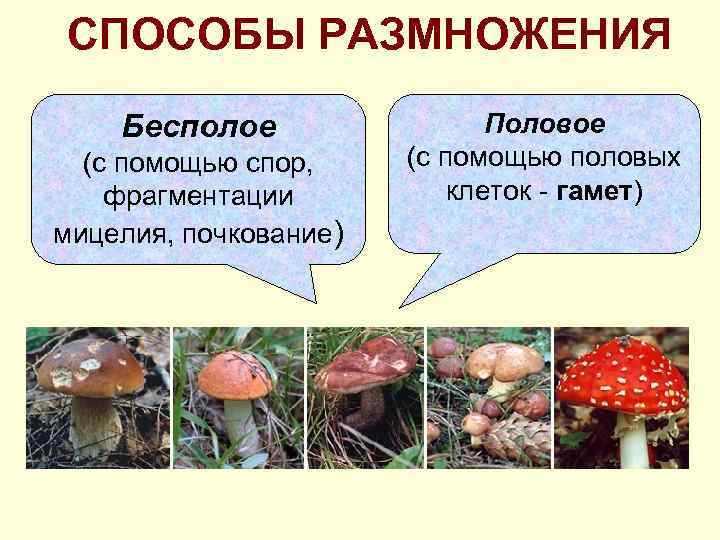 СПОСОБЫ РАЗМНОЖЕНИЯ Бесполое (с помощью спор, фрагментации мицелия, почкование) Половое (с помощью половых клеток