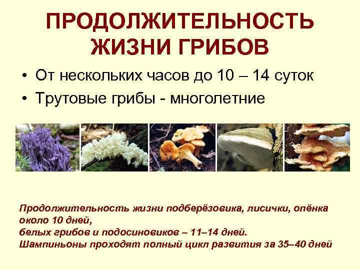ПРОДОЛЖИТЕЛЬНОСТЬ ЖИЗНИ ГРИБОВ • От нескольких часов до 10 – 14 суток • Трутовые