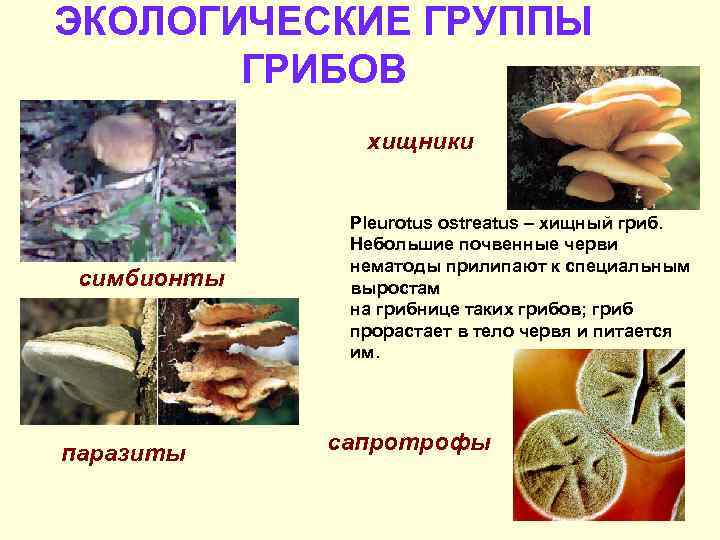 ЭКОЛОГИЧЕСКИЕ ГРУППЫ ГРИБОВ хищники симбионты паразиты Pleurotus ostreatus – хищный гриб. Небольшие почвенные черви