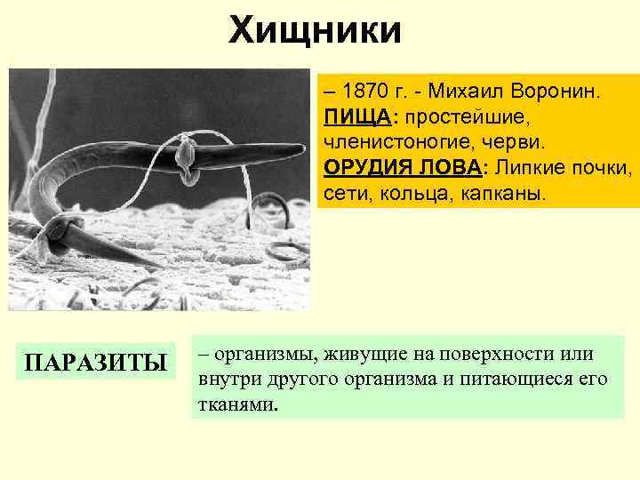 Хищники – 1870 г. - Михаил Воронин. ПИЩА: простейшие, членистоногие, черви. ОРУДИЯ ЛОВА: Липкие