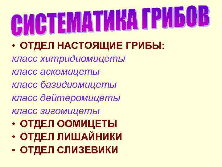  • ОТДЕЛ НАСТОЯЩИЕ ГРИБЫ: класс хитридиомицеты класс аскомицеты класс базидиомицеты класс дейтеромицеты класс