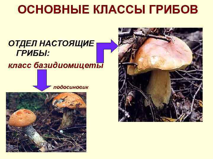 ОСНОВНЫЕ КЛАССЫ ГРИБОВ ОТДЕЛ НАСТОЯЩИЕ ГРИБЫ: класс базидиомицеты подосиновик 