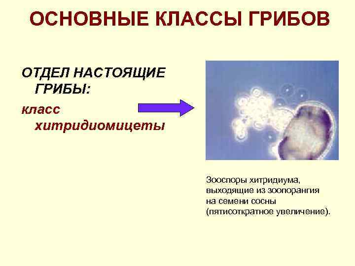 ОСНОВНЫЕ КЛАССЫ ГРИБОВ ОТДЕЛ НАСТОЯЩИЕ ГРИБЫ: класс хитридиомицеты Зооспоры хитридиума, выходящие из зоопорангия на