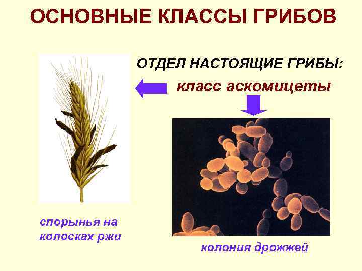ОСНОВНЫЕ КЛАССЫ ГРИБОВ ОТДЕЛ НАСТОЯЩИЕ ГРИБЫ: класс аскомицеты спорынья на колосках ржи колония дрожжей