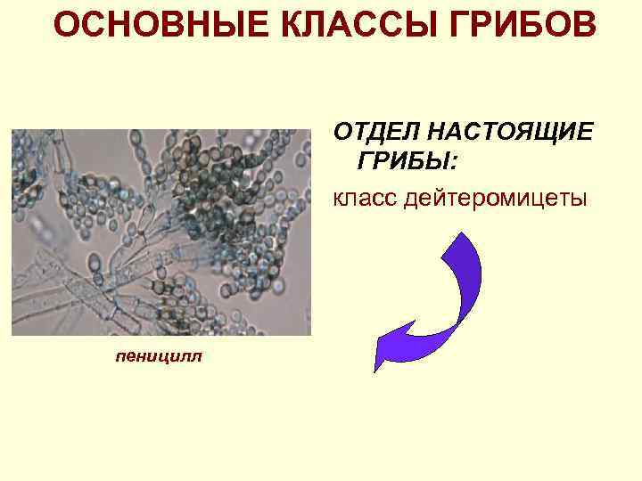 ОСНОВНЫЕ КЛАССЫ ГРИБОВ ОТДЕЛ НАСТОЯЩИЕ ГРИБЫ: класс дейтеромицеты пеницилл 
