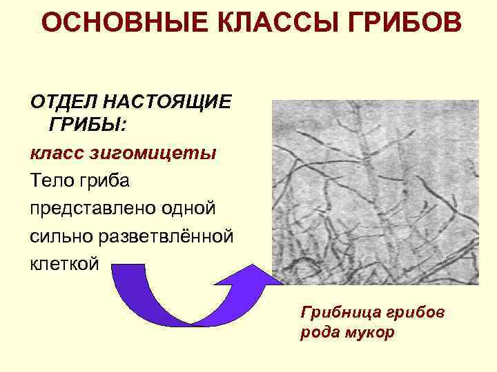 ОСНОВНЫЕ КЛАССЫ ГРИБОВ ОТДЕЛ НАСТОЯЩИЕ ГРИБЫ: класс зигомицеты Тело гриба представлено одной сильно разветвлённой