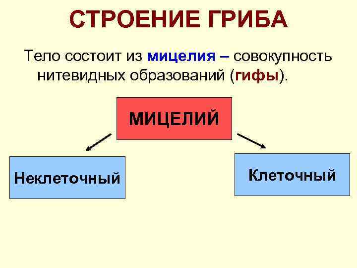СТРОЕНИЕ ГРИБА Тело состоит из мицелия – совокупность нитевидных образований (гифы). МИЦЕЛИЙ Неклеточный Клеточный