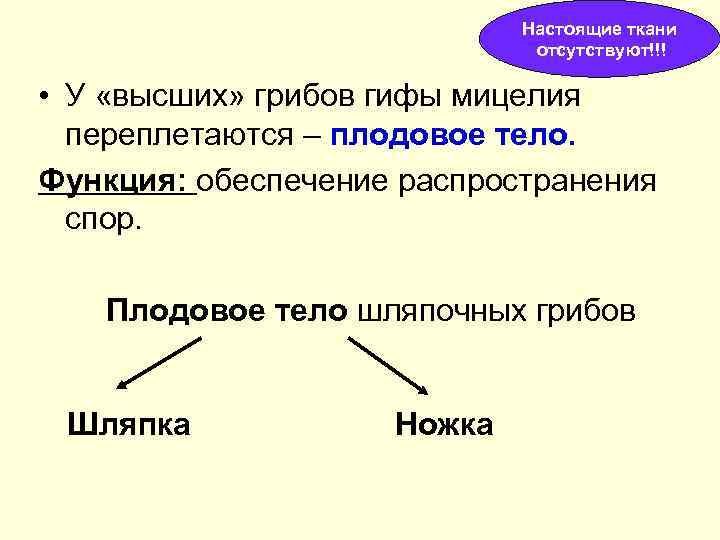 Настоящие ткани отсутствуют!!! • У «высших» грибов гифы мицелия переплетаются – плодовое тело. Функция: