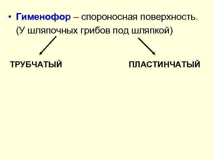  • Гименофор – спороносная поверхность. (У шляпочных грибов под шляпкой) ТРУБЧАТЫЙ ПЛАСТИНЧАТЫЙ 