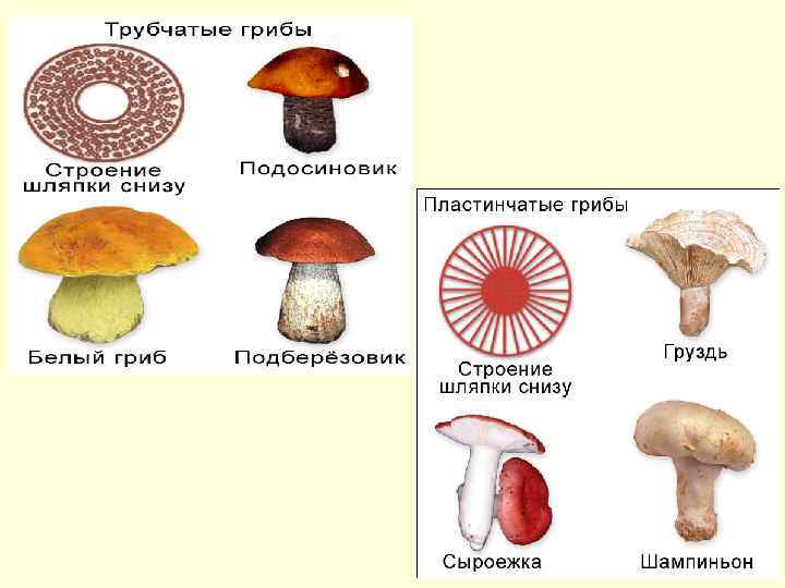 Грибы пластинчатые и трубчатые схема