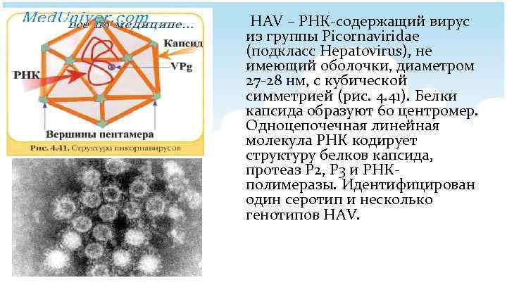 HAV – РНК-содержащий вирус из группы Picornaviridae (подкласс Hepatovirus), не имеющий оболочки, диаметром 27