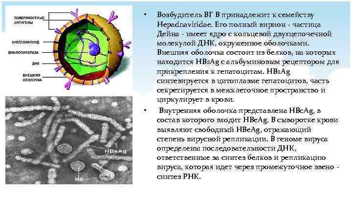 • • Возбудитель ВГ В принадлежит к семейству Hepadnaviridae. Его полный вирион -
