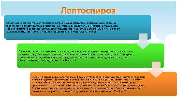 Начало заболевания при лептоспирозе острое и даже внезапное. В первый день болезни появляется температура