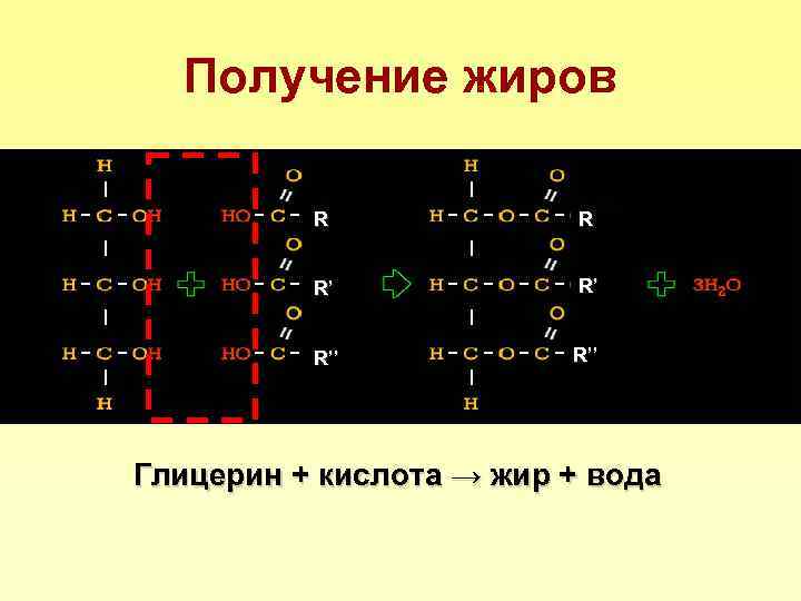 Получение жиров R R R’ R’ R’’ Глицерин + кислота → жир + вода